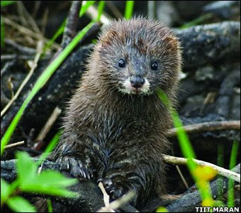 A mink, alive and well.
